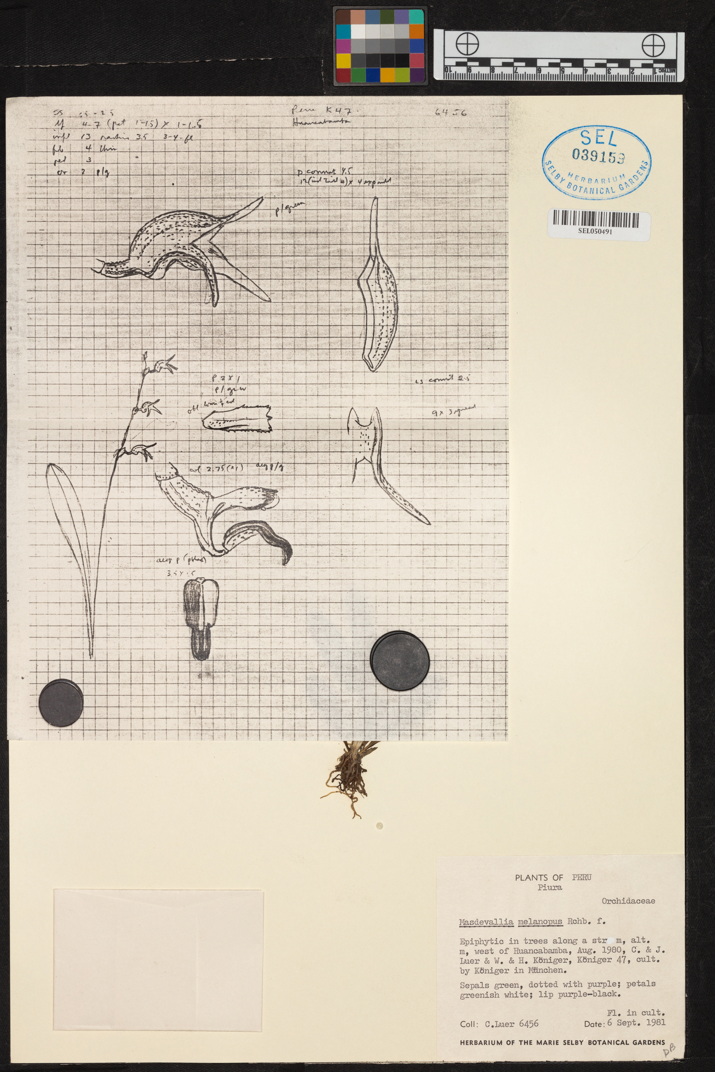 Masdevallia melanopus image