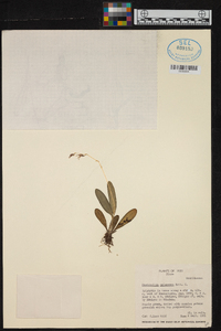 Masdevallia melanopus image