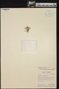 Diodonopsis pygmaea image