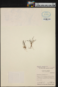 Diodonopsis pygmaea image