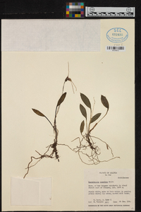 Masdevallia scandens image