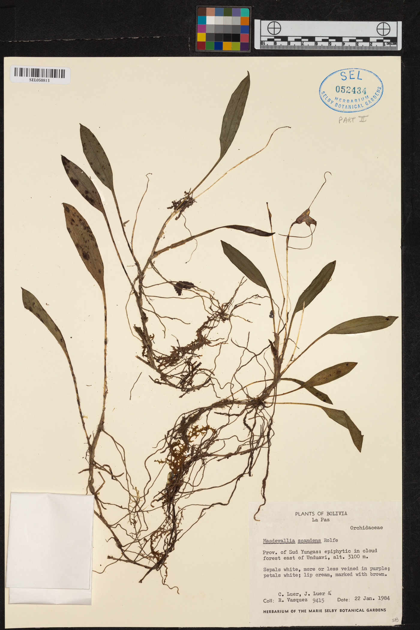 Masdevallia scandens image