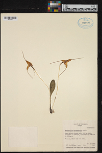 Masdevallia triangularis image