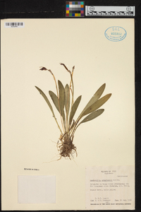 Image of Masdevallia weberbaueri