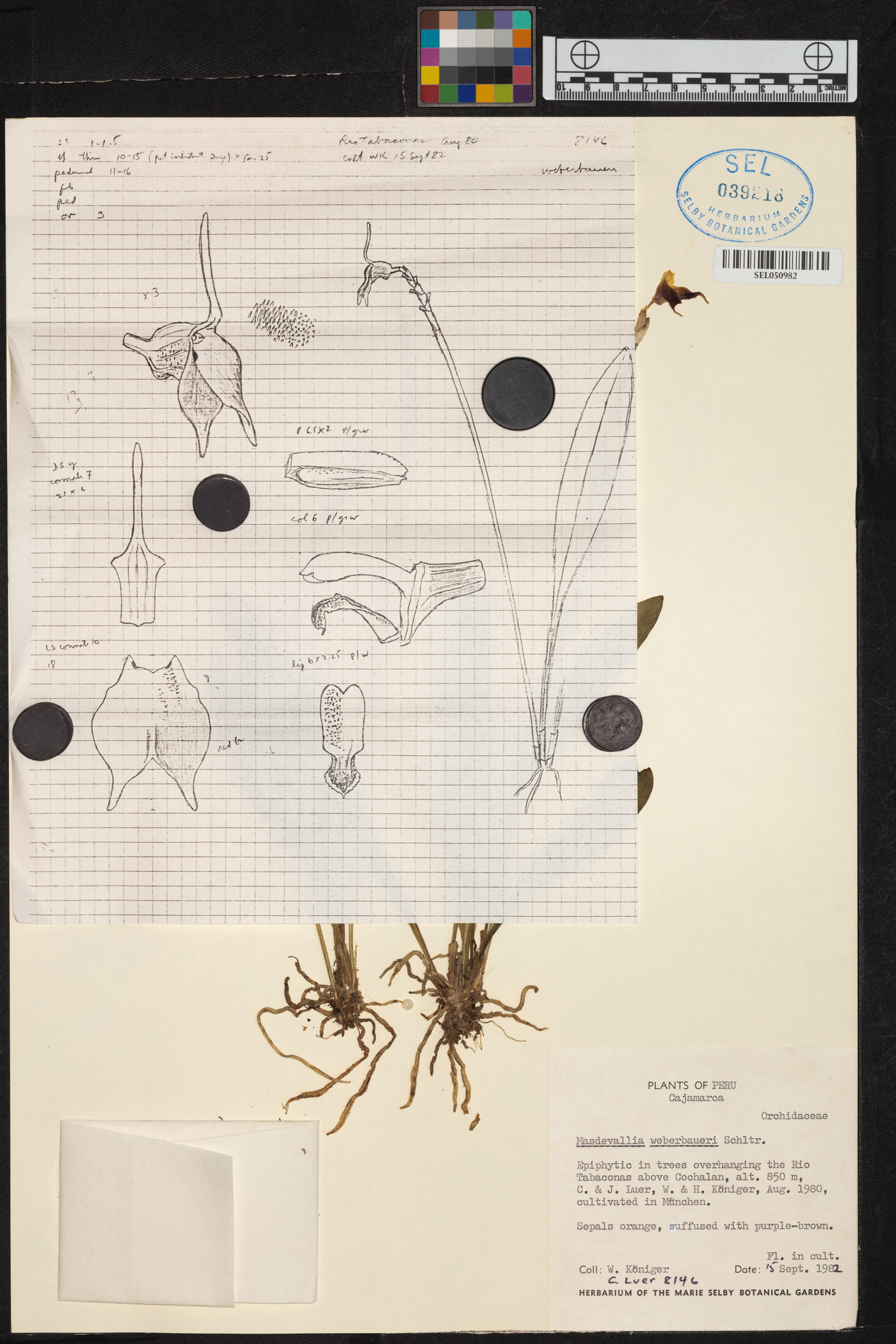 Masdevallia weberbaueri image