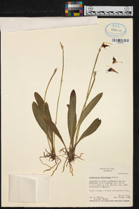 Masdevallia weberbaueri image