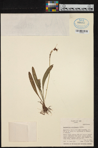 Masdevallia weberbaueri image