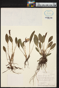 Masdevallia yungasensis image