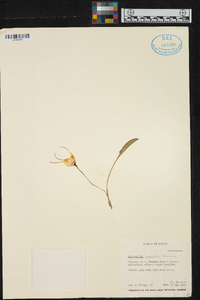 Masdevallia yungasensis image