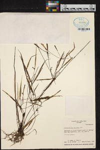 Myoxanthus scandens image