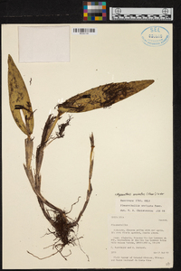 Echinosepala uncinata image