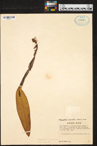 Echinosepala uncinata image