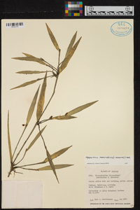 Myoxanthus parvilabius image