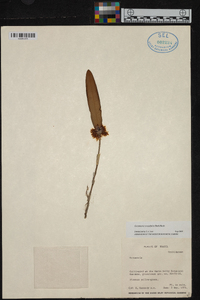 Octomeria crassifolia image