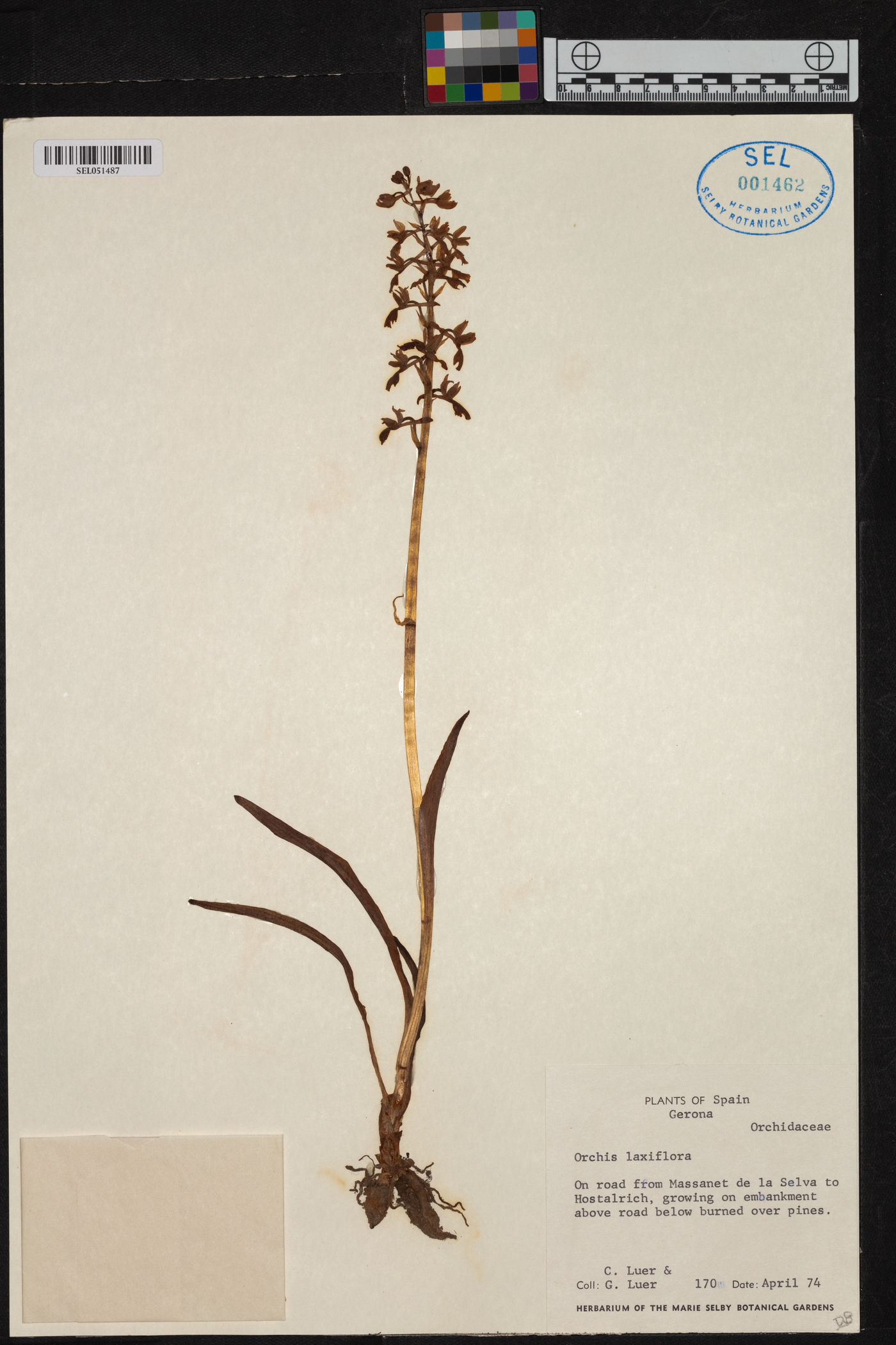 Orchis laxiflora image
