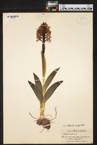 Orchis militaris image