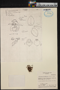 Platystele microtatantha image