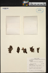 Platystele ovalifolia image