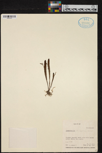 Pleurothallis segoviensis image