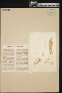 Acianthera testifolia image