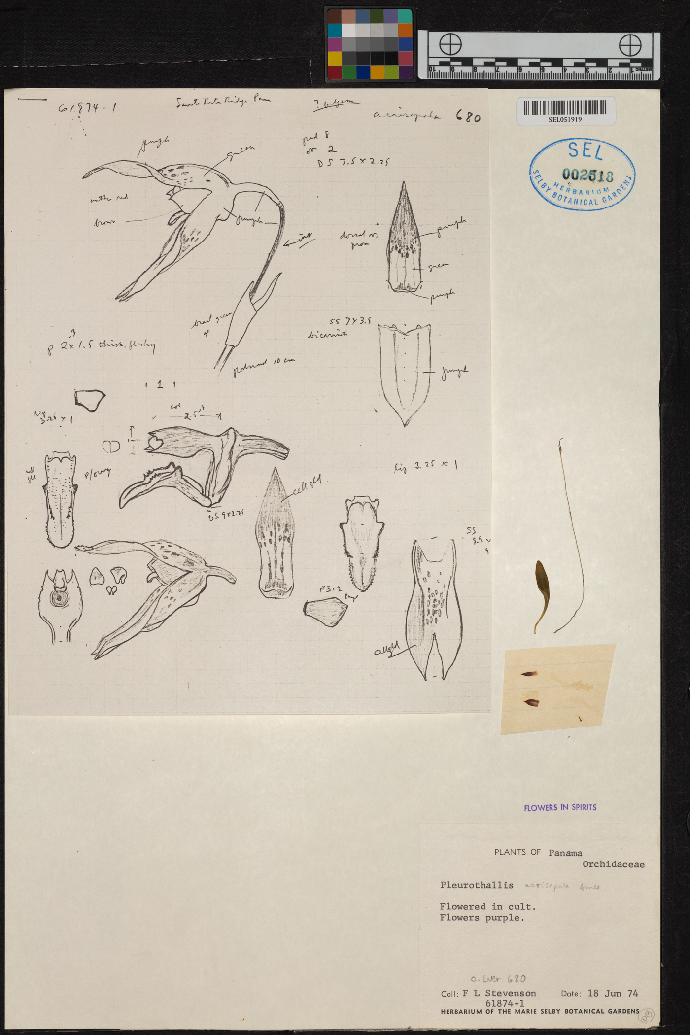 Specklinia acrisepala image