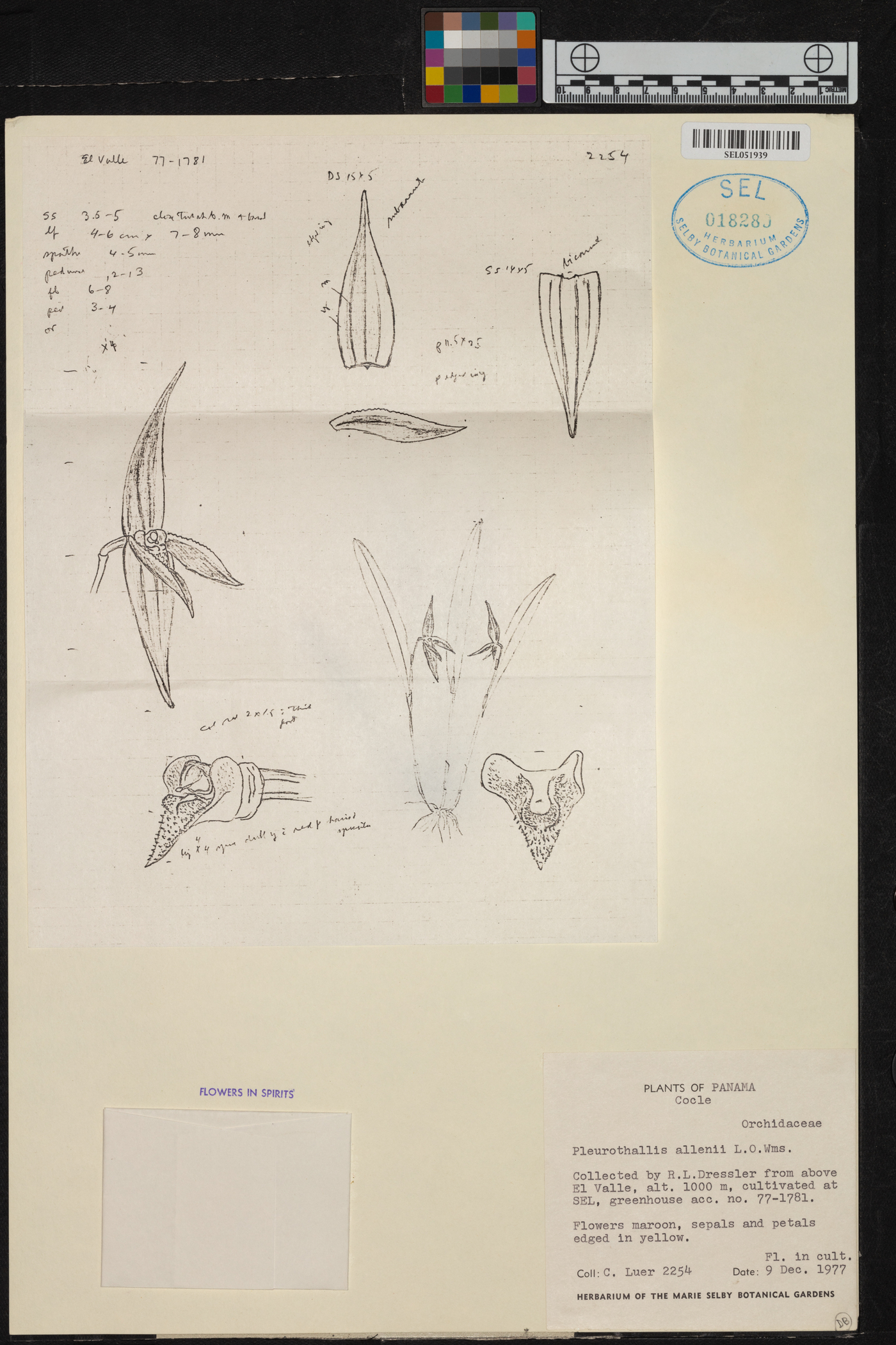 Pleurothallis allenii image