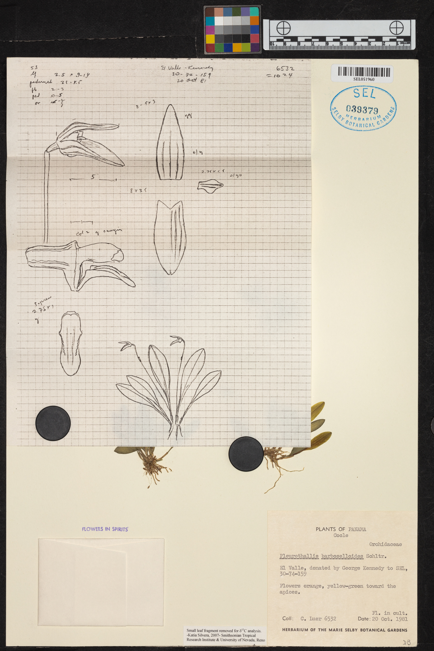 Specklinia corniculata image