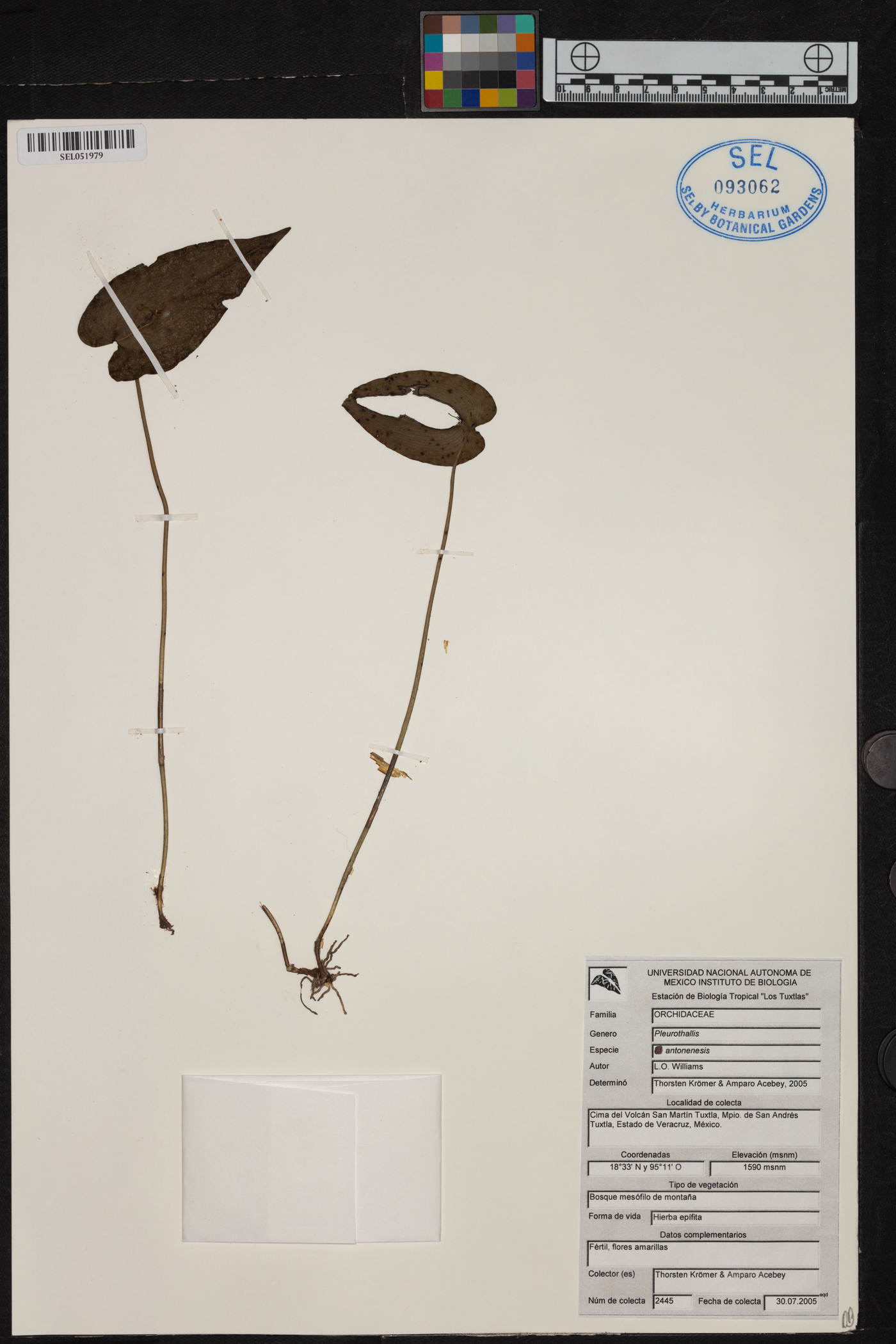 Pleurothallis bivalvis image