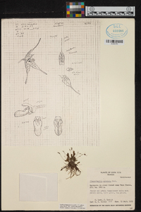 Pleurothallis aristata image