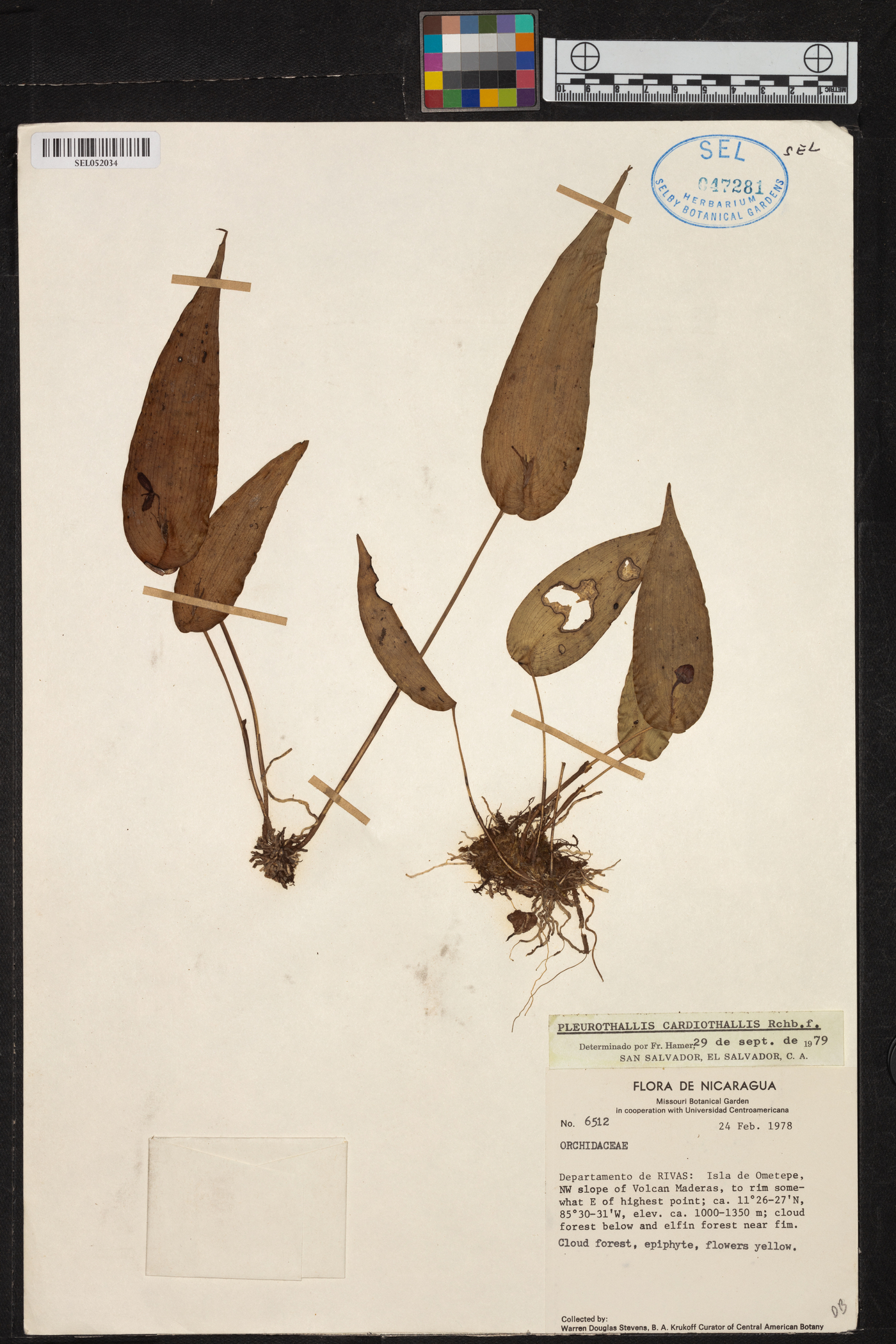 Pleurothallis cardiothallis image
