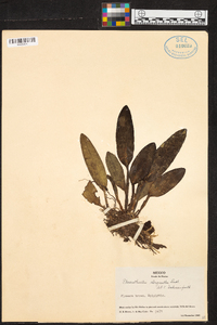 Acianthera chrysantha image