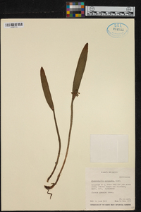 Acianthera chrysantha image