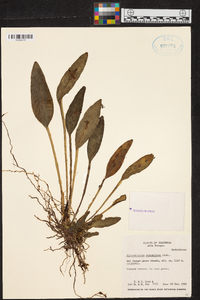 Acianthera circumplexa image