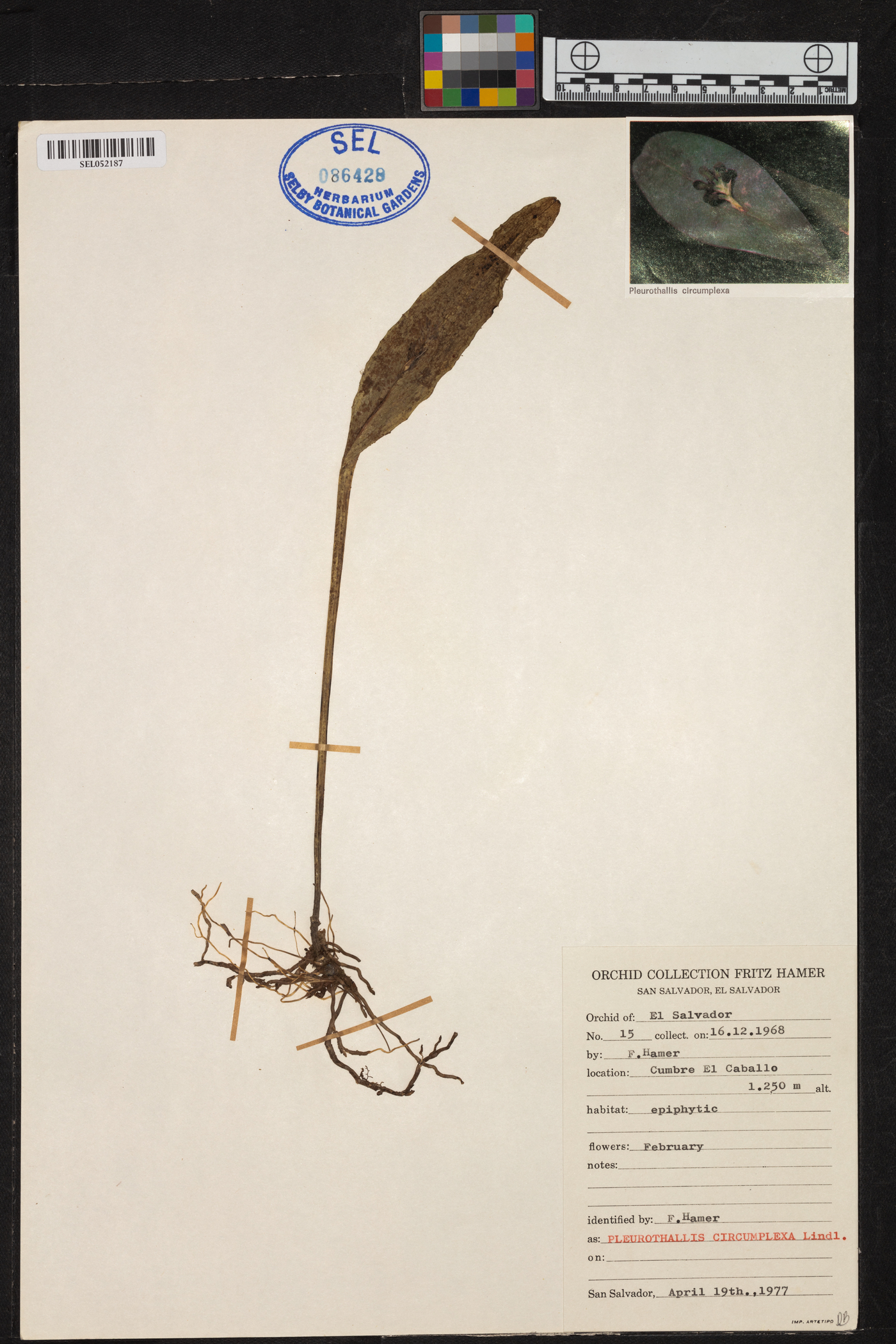 Acianthera image