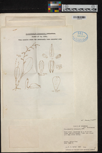 Stelis cobanensis image