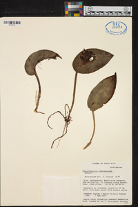 Acianthera cogniauxiana image