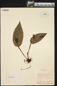 Acianthera cogniauxiana image