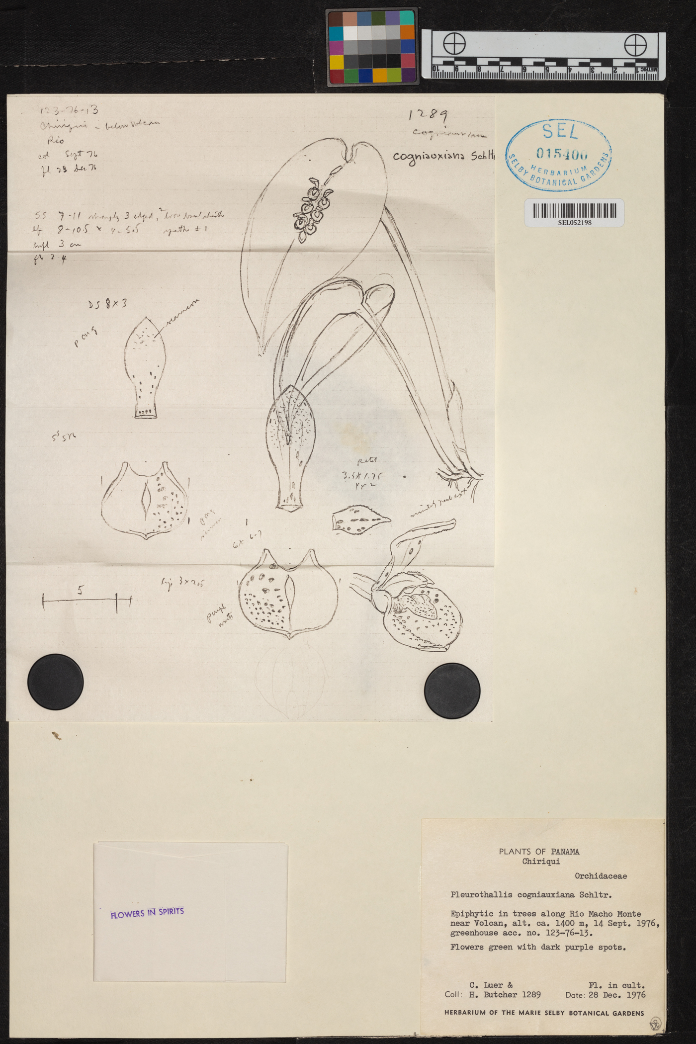 Acianthera cogniauxiana image