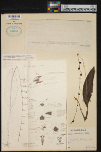 Stelis convallaria image