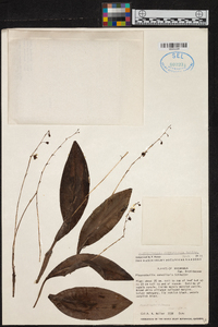 Stelis convallaria image