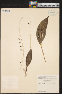 Stelis convallaria image