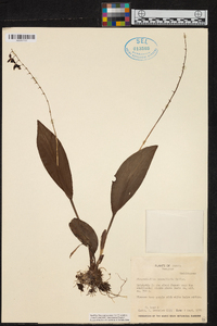 Stelis convallaria image