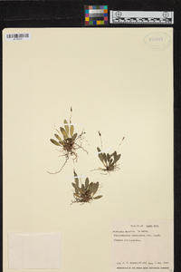 Specklinia corniculata image
