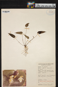 Pleurothallis correllii image