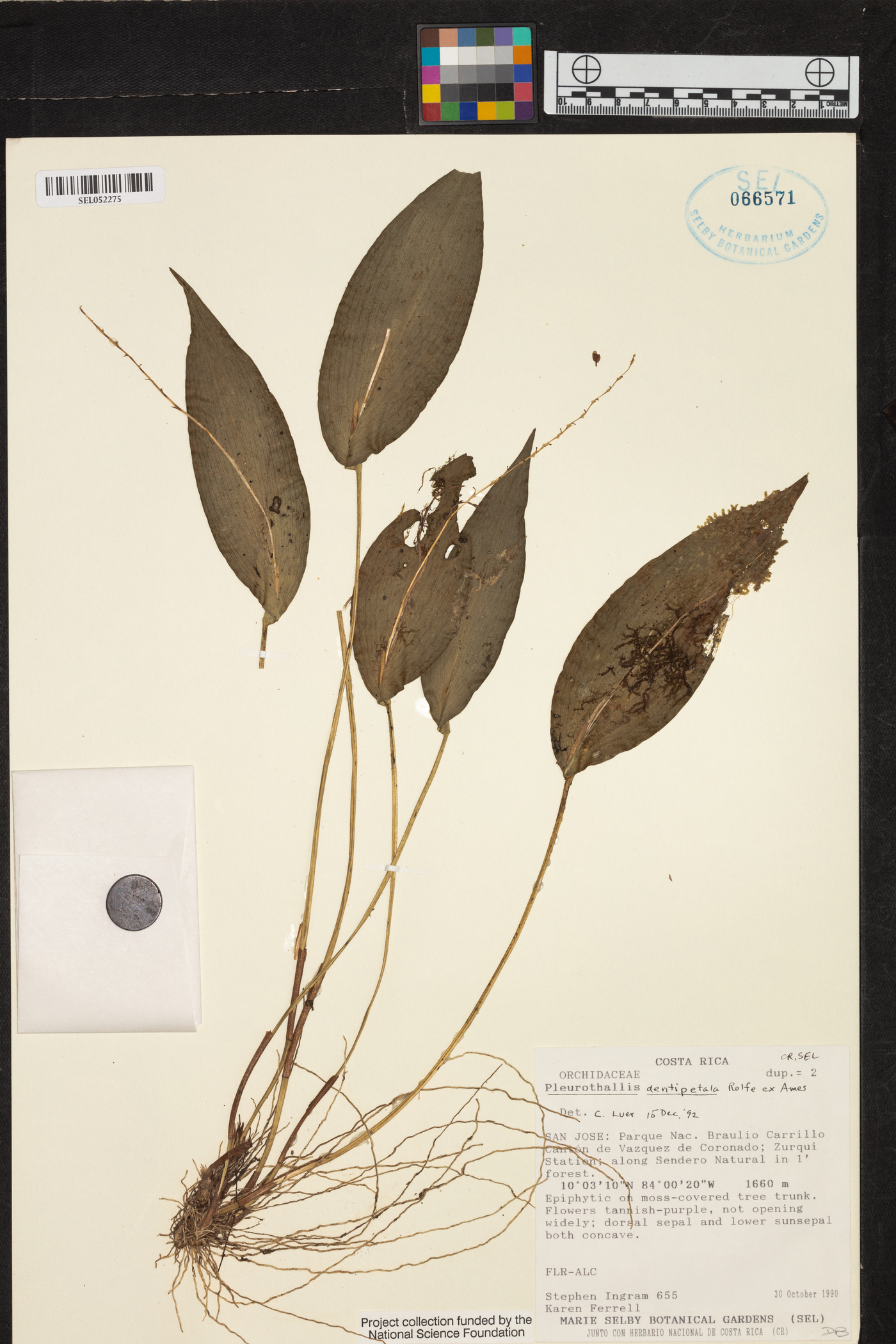 Pleurothallis dentipetala image