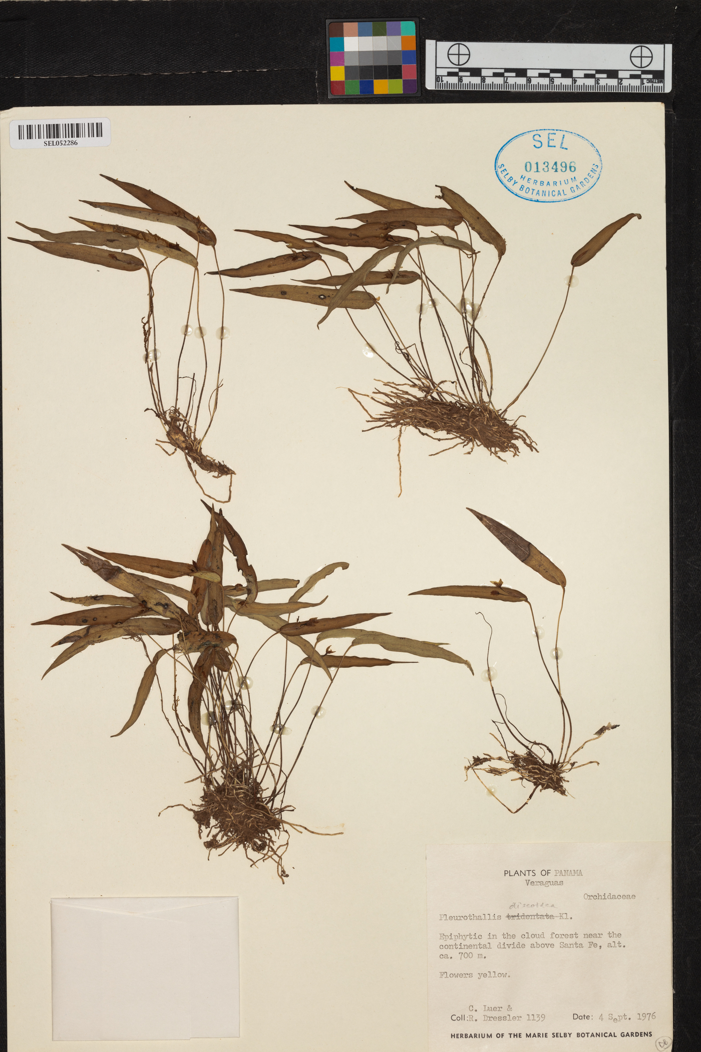 Pleurothallis discoidea image
