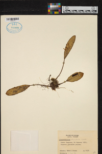 Acianthera ellipsophylla image