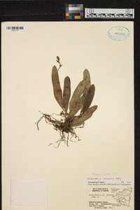 Acianthera erinacea image