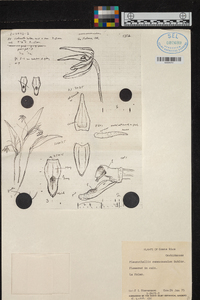 Pleurothallis eumecocaulon image