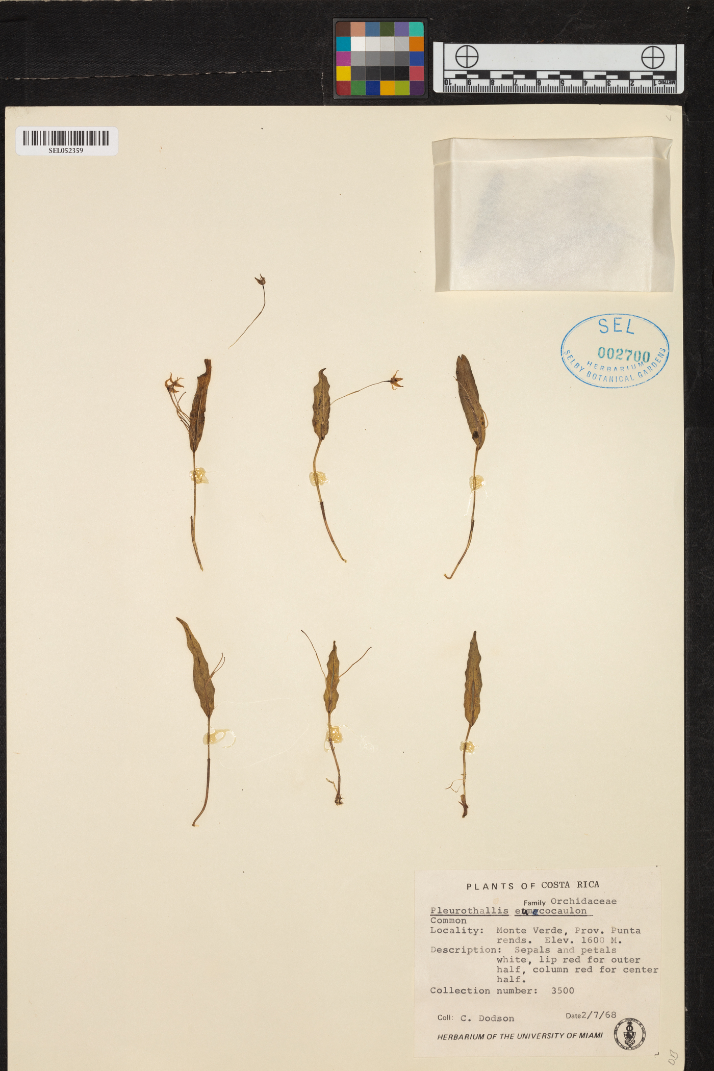 Pleurothallis eumecocaulon image